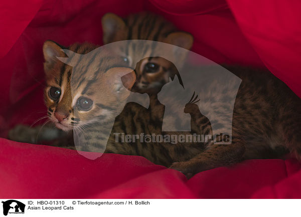 Asian Leopard Cats / Asian Leopard Cats / HBO-01310