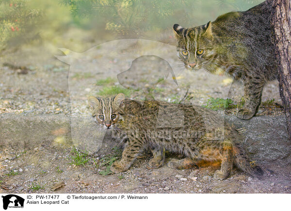 Asian Leopard Cat / Asian Leopard Cat / PW-17477