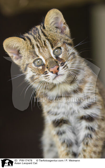 Asian Leopard Cat / PW-17478