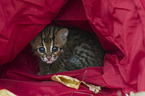 young Asian Leopard Cat