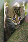 young Asian Leopard Cat