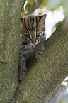 young Asian Leopard Cat