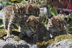 young Asian Leopard Cats