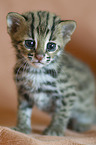 young Asian Leopard Cat