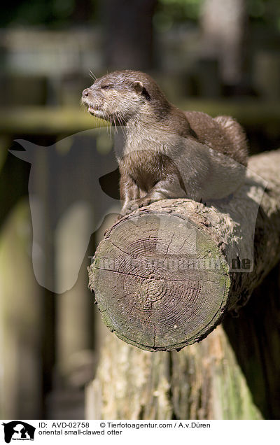 Zwergotter / oriental small-clawed otter / AVD-02758