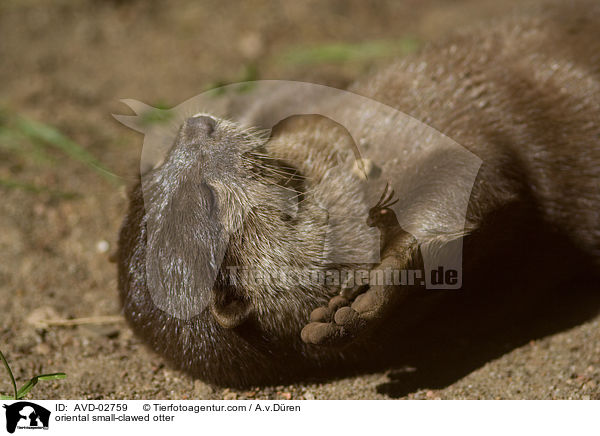 Zwergotter / oriental small-clawed otter / AVD-02759
