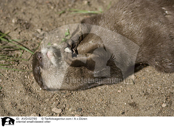 Zwergotter / oriental small-clawed otter / AVD-02760