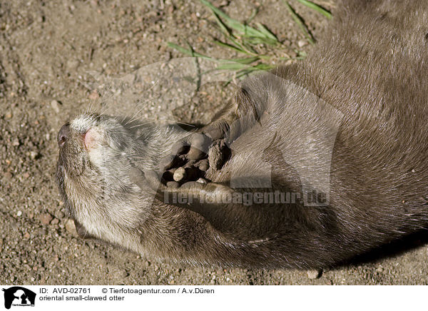 oriental small-clawed otter / AVD-02761
