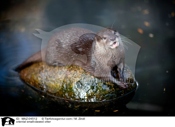 oriental small-clawed otter / MAZ-04512