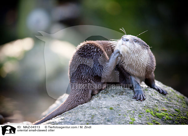 Zwergotter / oriental small-clawed otter / MAZ-04513