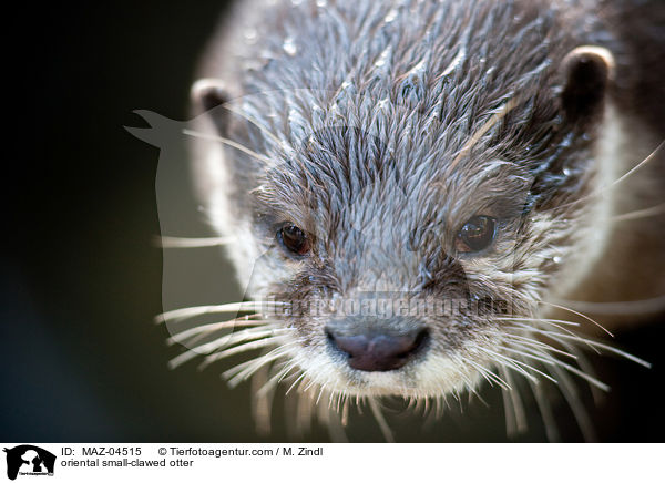 Zwergotter / oriental small-clawed otter / MAZ-04515