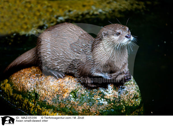 Zwergotter / Asian small-clawed otter / MAZ-05356