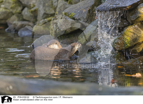Zwergotter am Fluss / Asian small-clawed otter on the river / PW-05632