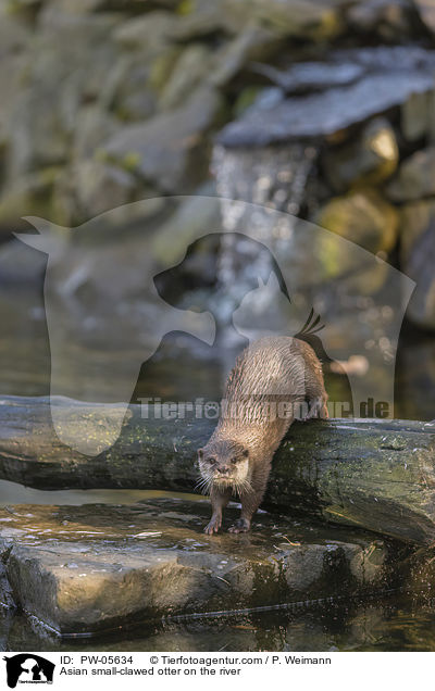 Asian small-clawed otter on the river / PW-05634