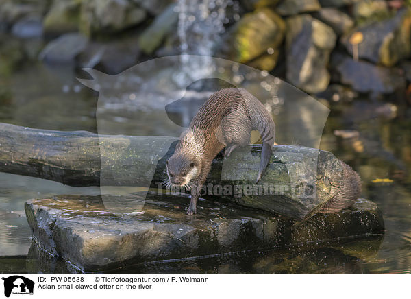 Zwergotter am Fluss / Asian small-clawed otter on the river / PW-05638