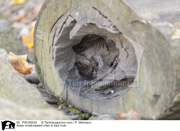 Asian small-clawed otter in tree hole / PW-05639