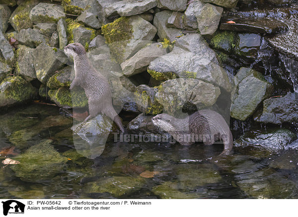 Zwergotter am Fluss / Asian small-clawed otter on the river / PW-05642