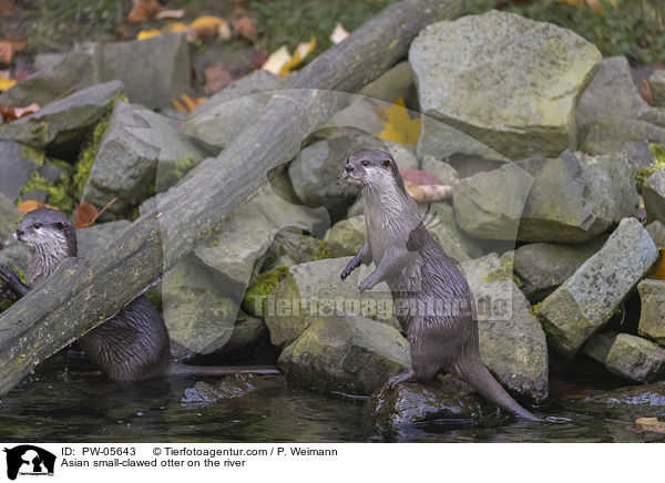 Asian small-clawed otter on the river / PW-05643