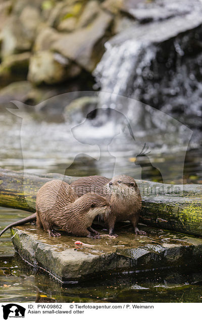 Zwergotter / Asian small-clawed otter / PW-09862