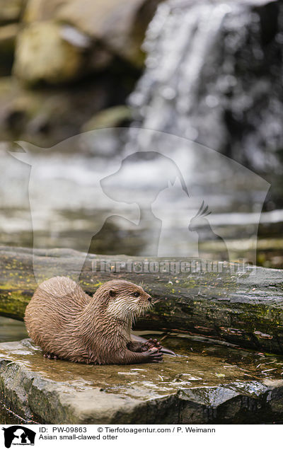 Zwergotter / Asian small-clawed otter / PW-09863