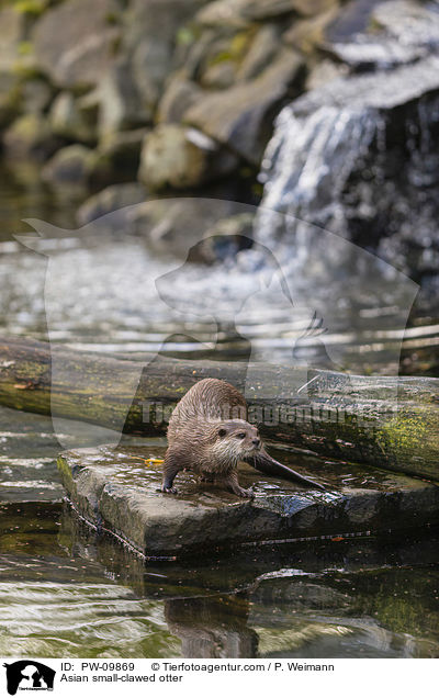Zwergotter / Asian small-clawed otter / PW-09869