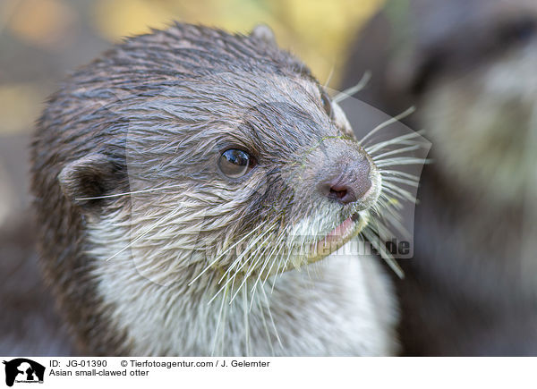 Zwergotter / Asian small-clawed otter / JG-01390