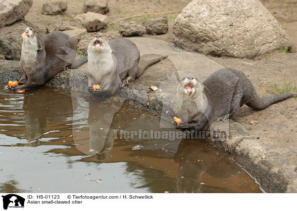 Zwergotter / Asian small-clawed otter / HS-01123