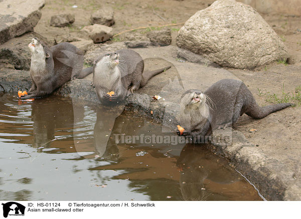 Zwergotter / Asian small-clawed otter / HS-01124