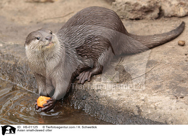 Zwergotter / Asian small-clawed otter / HS-01125