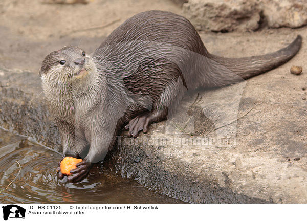 Zwergotter / Asian small-clawed otter / HS-01125