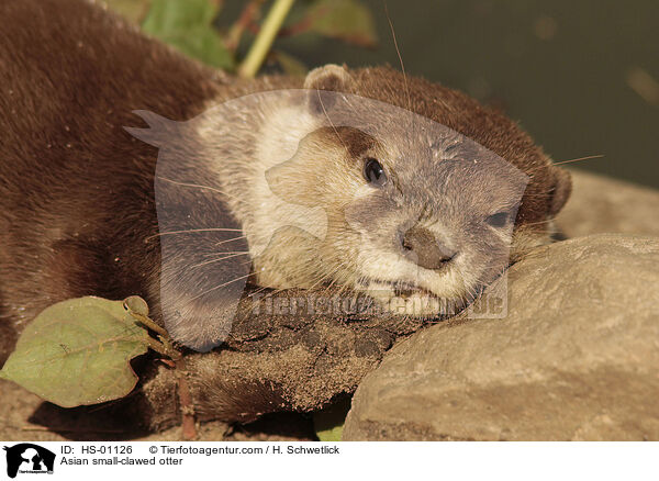 Zwergotter / Asian small-clawed otter / HS-01126