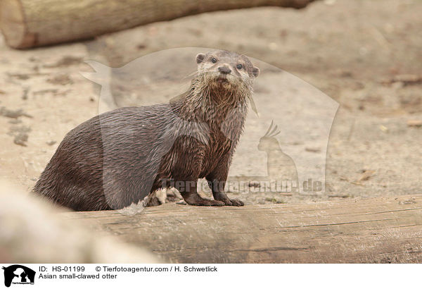Asian small-clawed otter / HS-01199