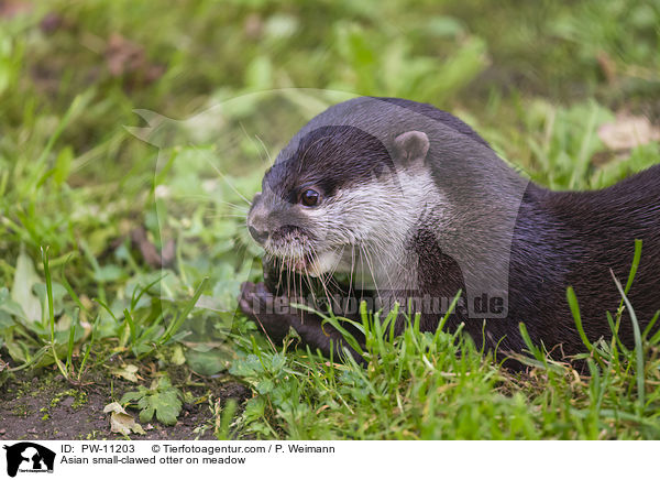 Zwergotter auf Wiese / Asian small-clawed otter on meadow / PW-11203