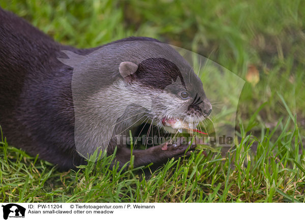Zwergotter auf Wiese / Asian small-clawed otter on meadow / PW-11204