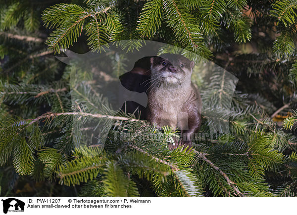 Zwergotter zwischen Tannenzweigen / Asian small-clawed otter between fir branches / PW-11207