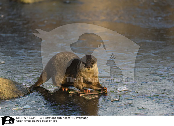 Zwergotter auf Eis / Asian small-clawed otter on ice / PW-11234