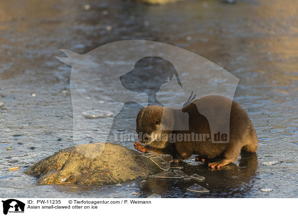 Zwergotter auf Eis / Asian small-clawed otter on ice / PW-11235