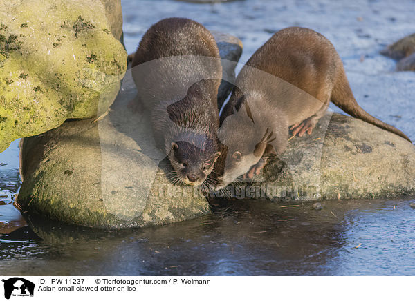 Zwergotter auf Eis / Asian small-clawed otter on ice / PW-11237