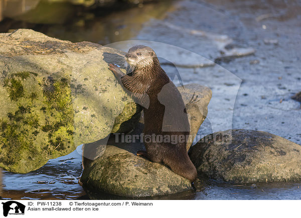 Zwergotter auf Eis / Asian small-clawed otter on ice / PW-11238