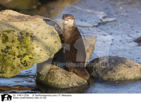 Zwergotter auf Eis / Asian small-clawed otter on ice / PW-11239