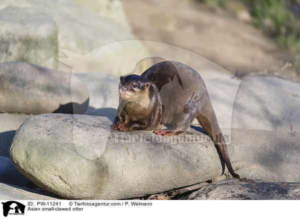 Zwergotter / Asian small-clawed otter / PW-11241