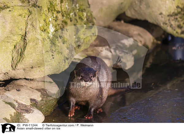 Zwergotter auf Eis / Asian small-clawed otter on ice / PW-11244