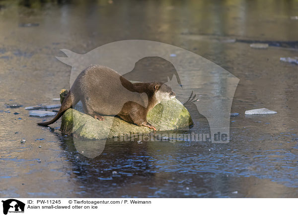 Zwergotter auf Eis / Asian small-clawed otter on ice / PW-11245