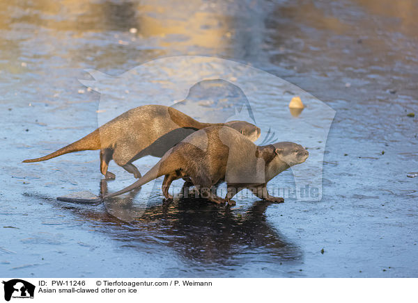 Zwergotter auf Eis / Asian small-clawed otter on ice / PW-11246