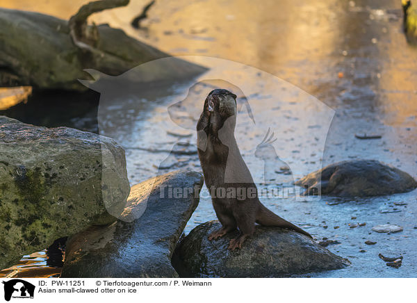 Zwergotter auf Eis / Asian small-clawed otter on ice / PW-11251