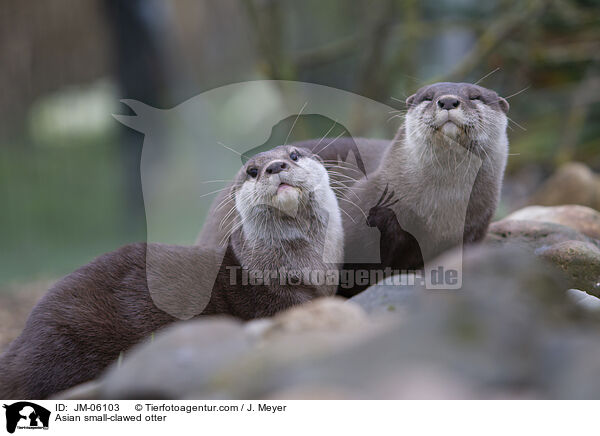 Zwergotter / Asian small-clawed otter / JM-06103