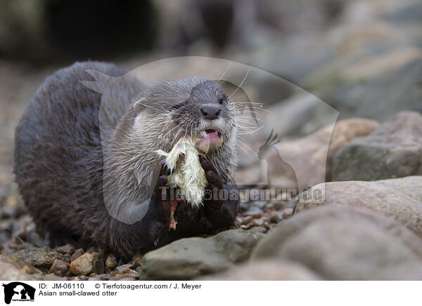 Zwergotter / Asian small-clawed otter / JM-06110