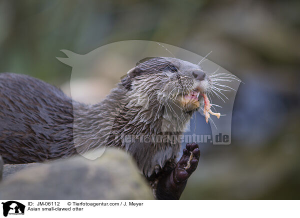 Asian small-clawed otter / JM-06112