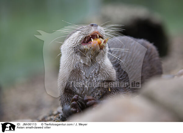 Zwergotter / Asian small-clawed otter / JM-06113