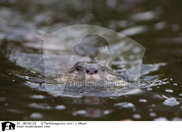Zwergotter / Asian small-clawed otter / JM-06125